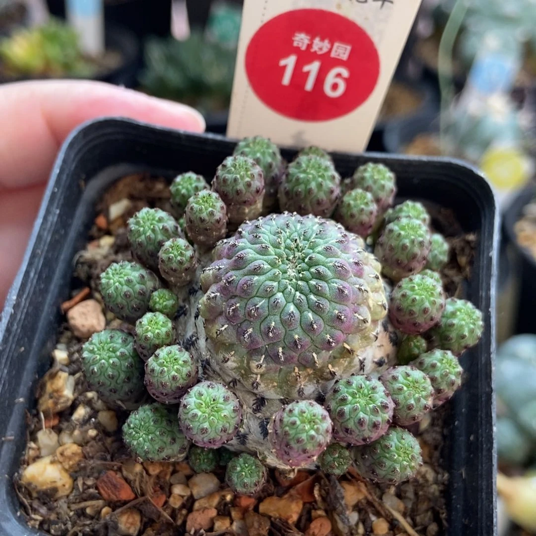 紫丽丸5.6cm一颗仙人球