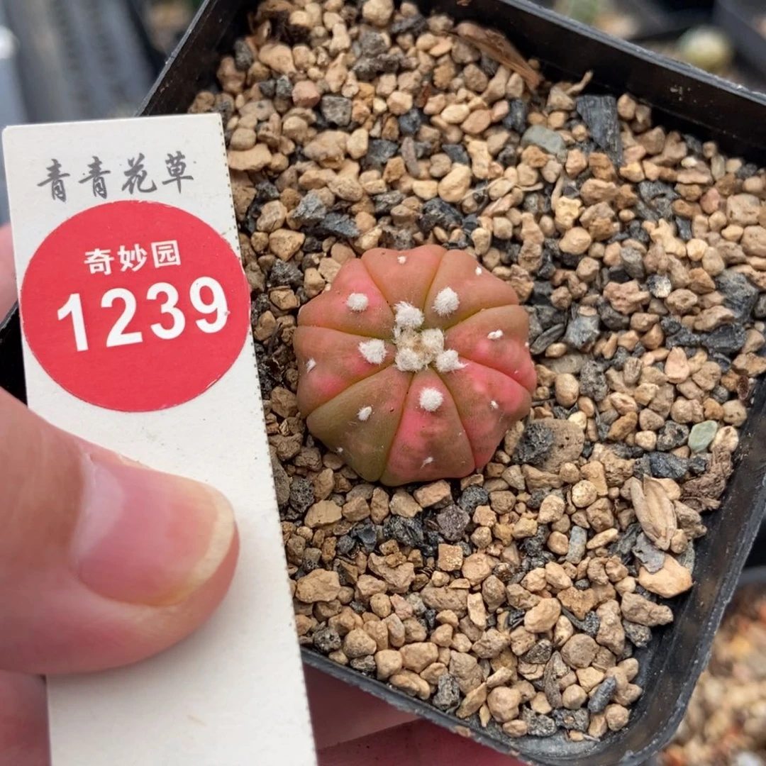 自根红兜锦一颗仙人球