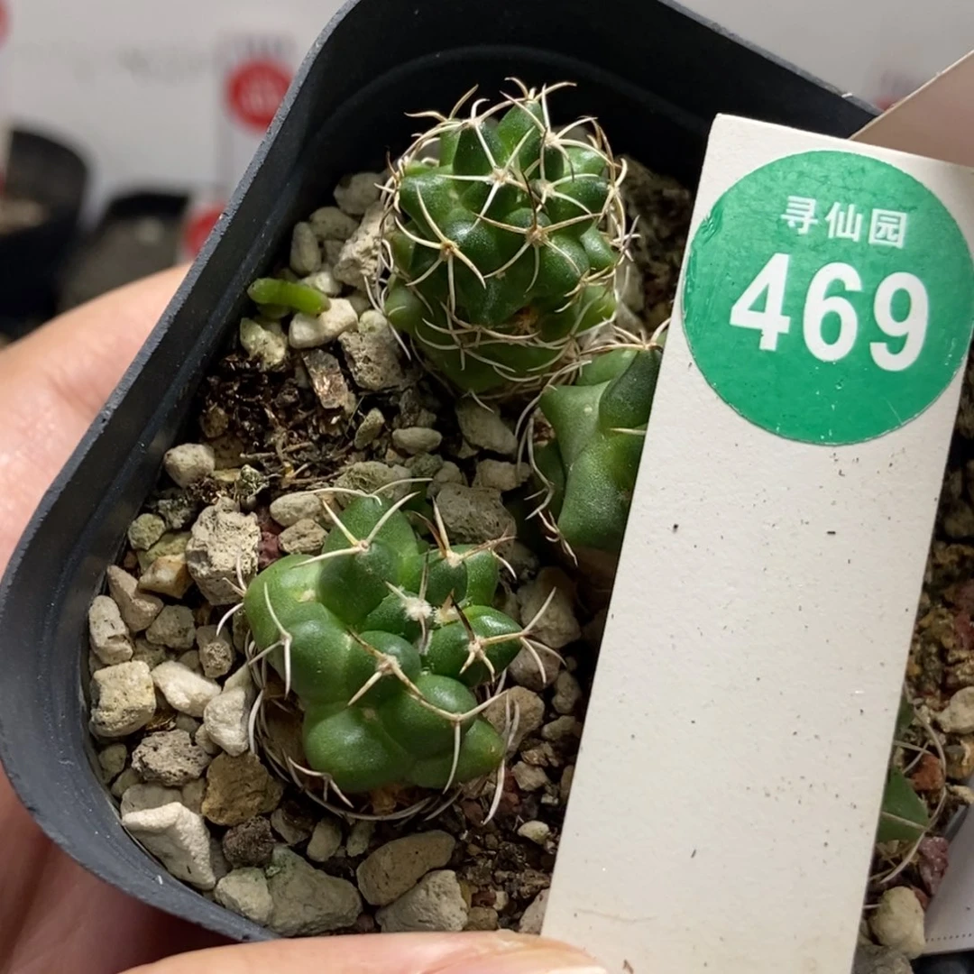 实生有疤魔象两颗