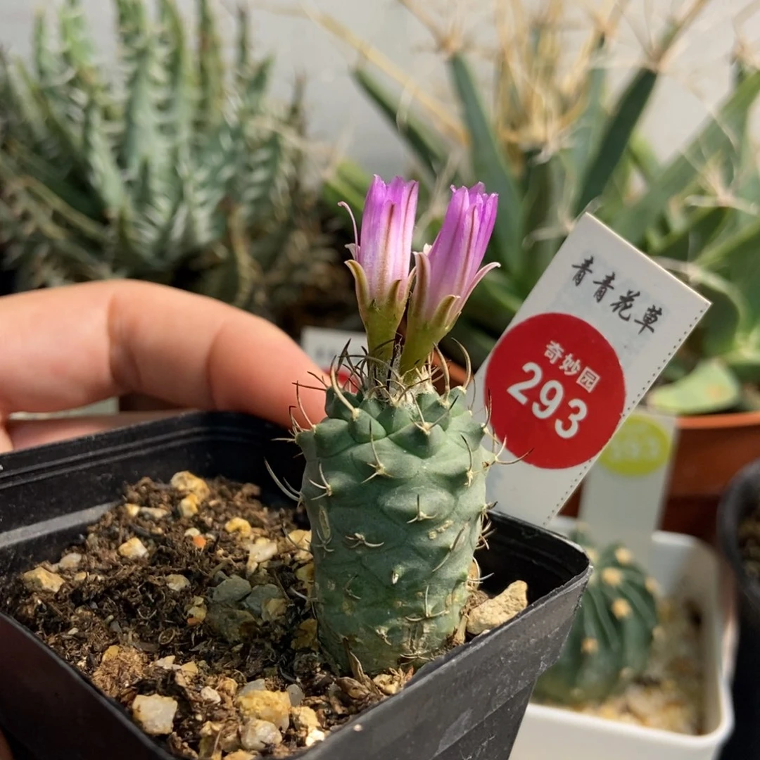 红花娇丽实生2.1厘米