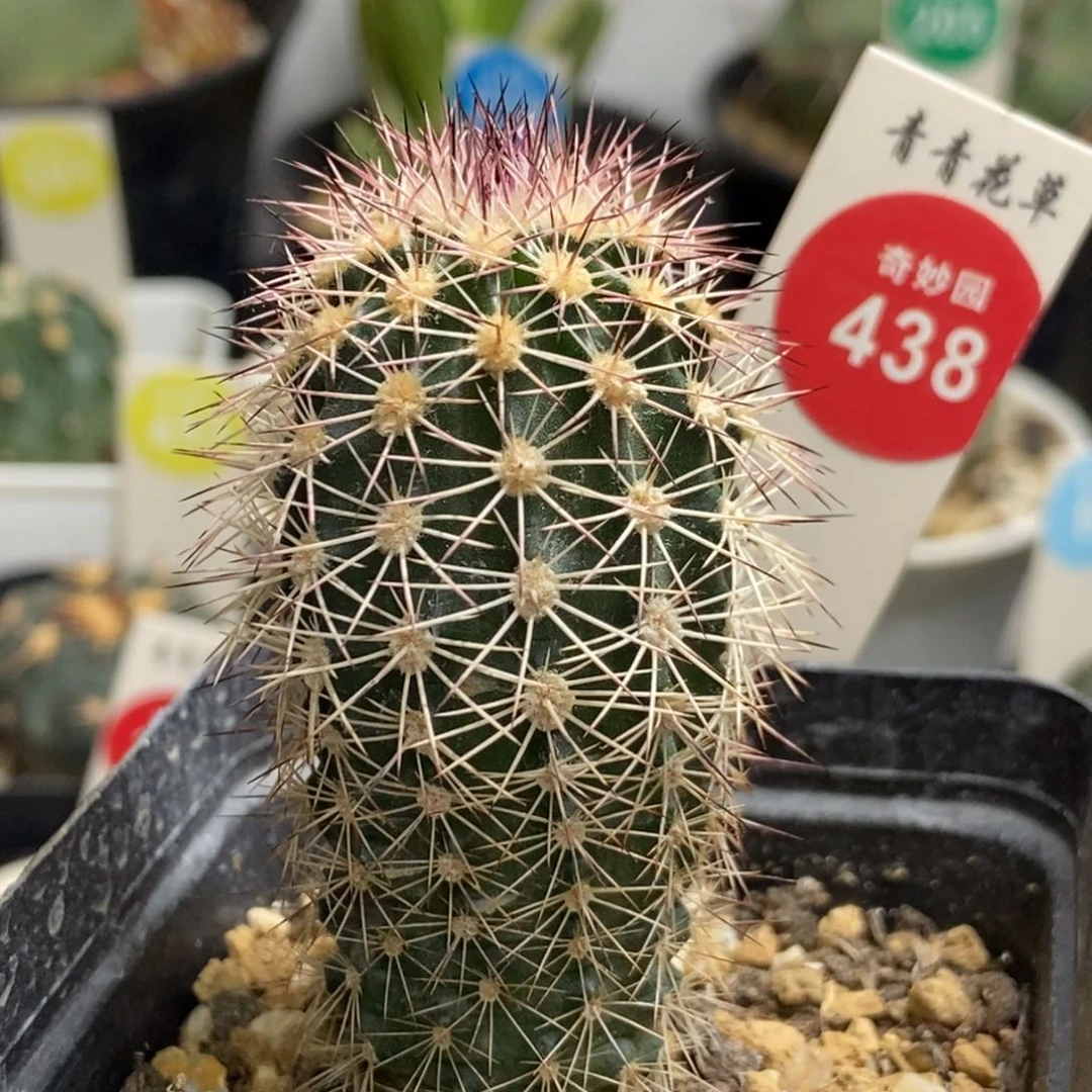 实生御旗虾3.5cm一颗仙人球