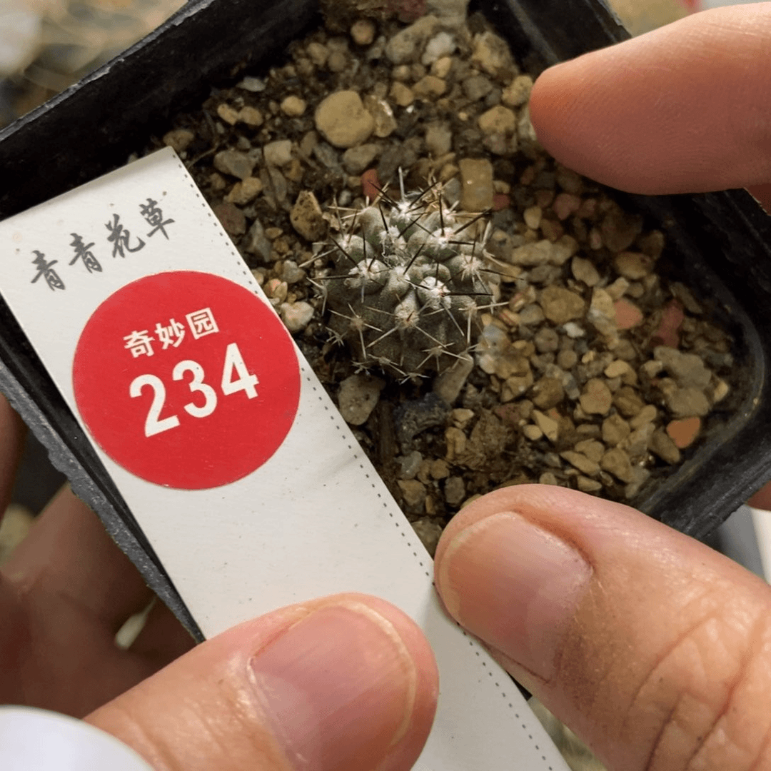 实生羊毛球一颗1.8cm