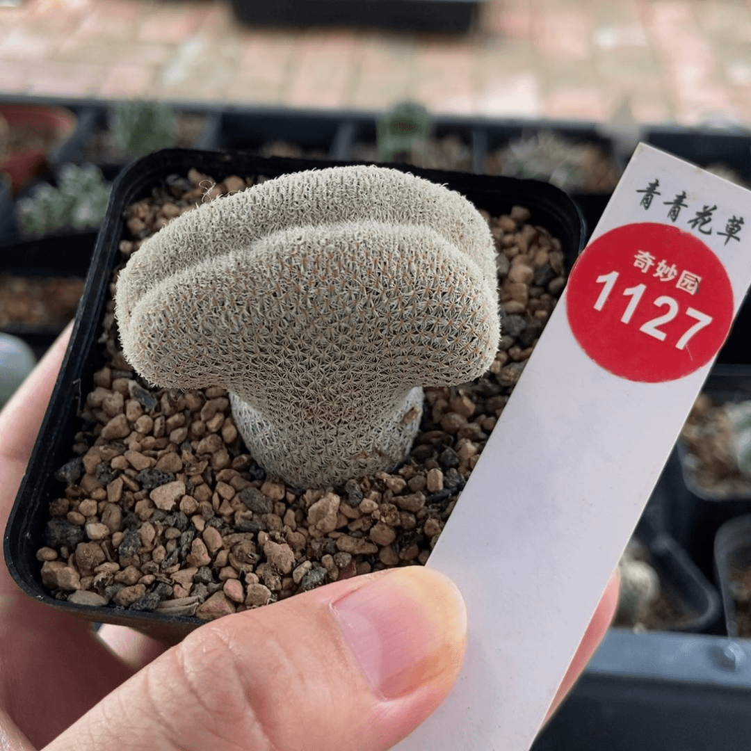 自根刚出根小人帽缀化4.6cm