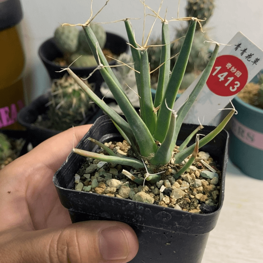 实生光山一颗仙人球根2.5cm