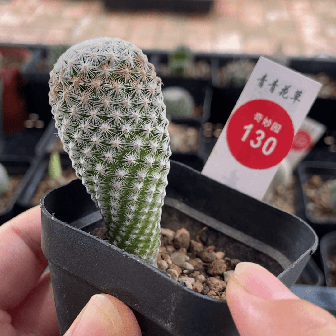实生白鸟2.6cm一棵仙人球属