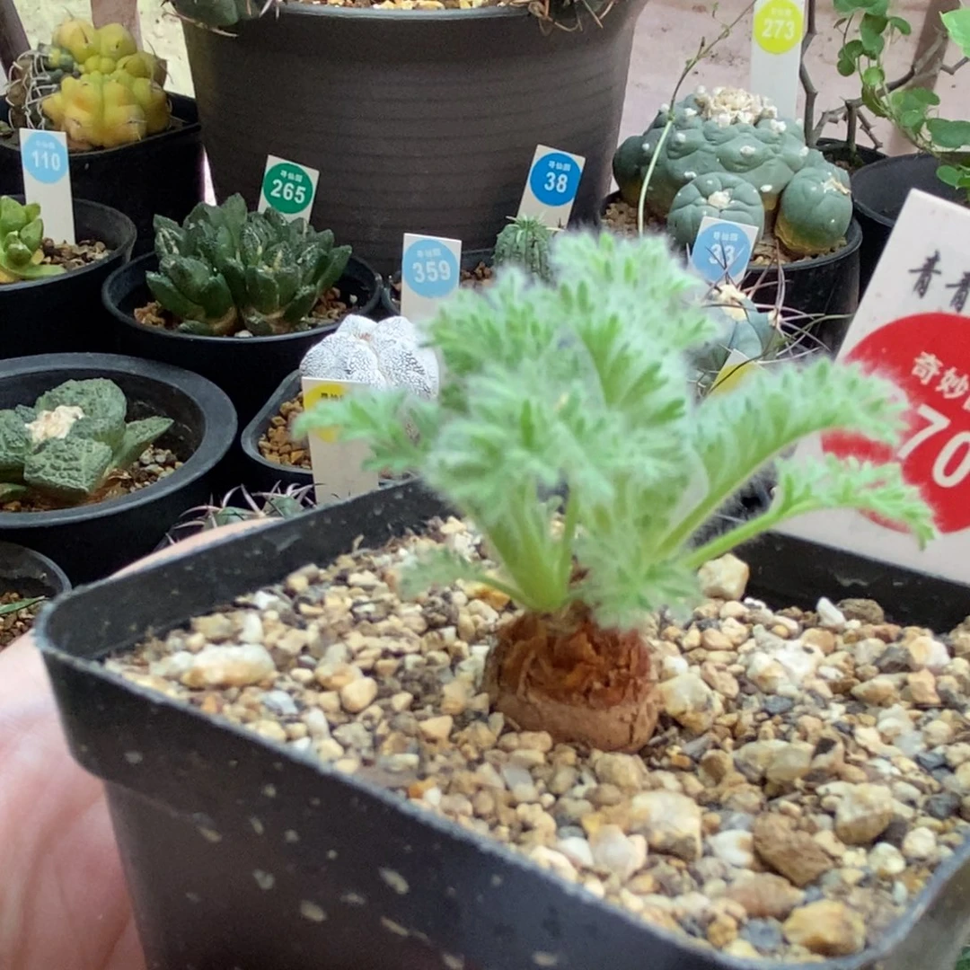 双头羽叶洋葵一颗仙人球