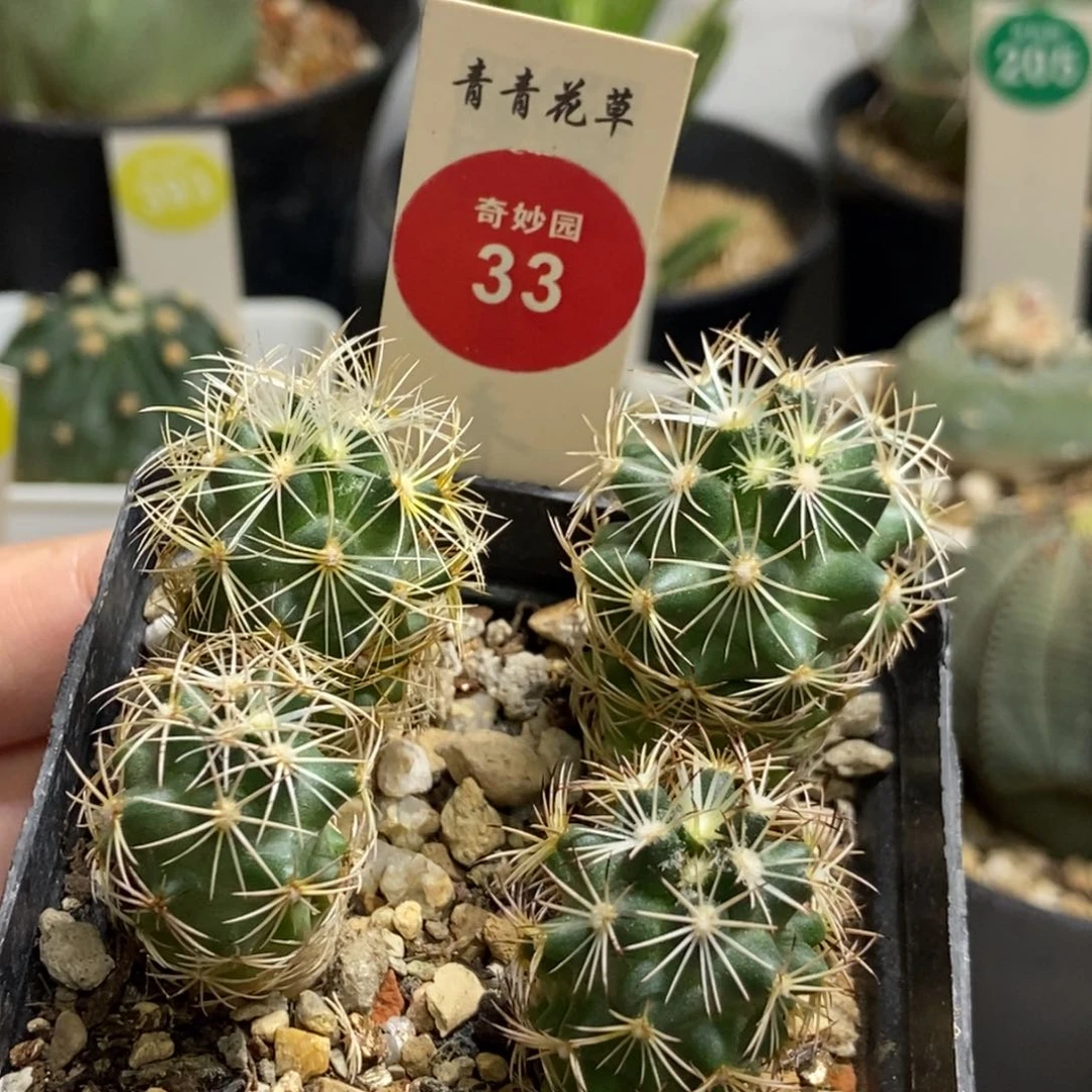 实生金刺狮子奋迅四颗一盒打包