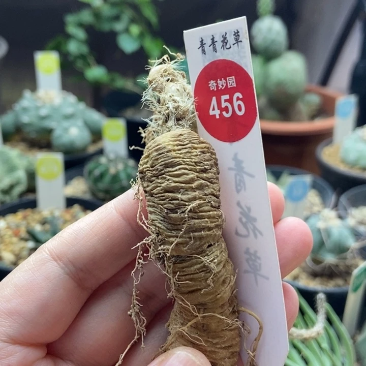 黑龙一棵仙人球6688