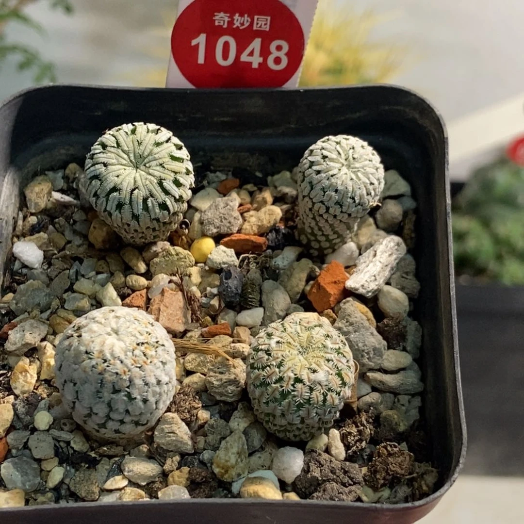 实生蔷薇丸精巧殿殿海胆娇丽蔷薇殿四颗