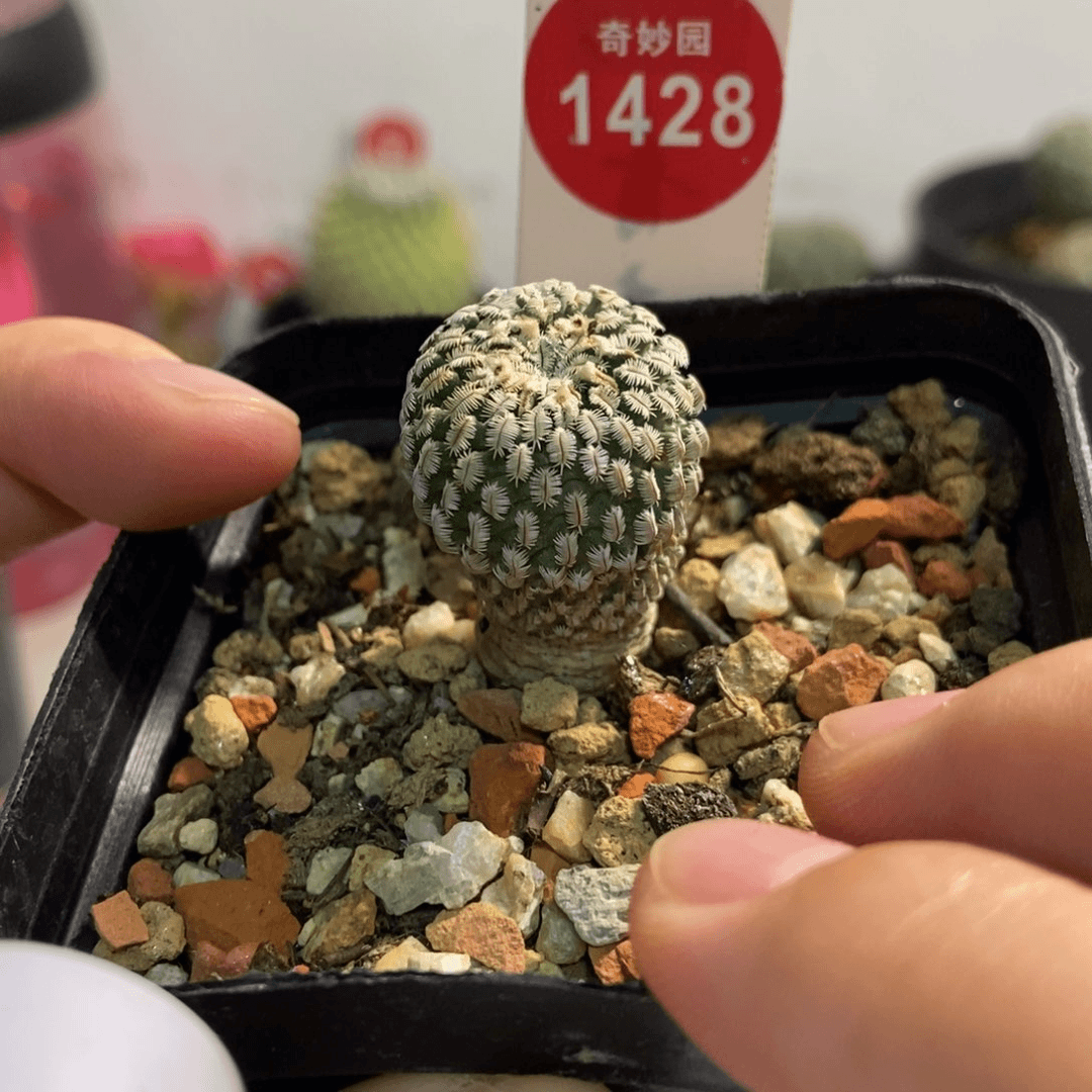 实生精巧殿2cm一棵仙人球