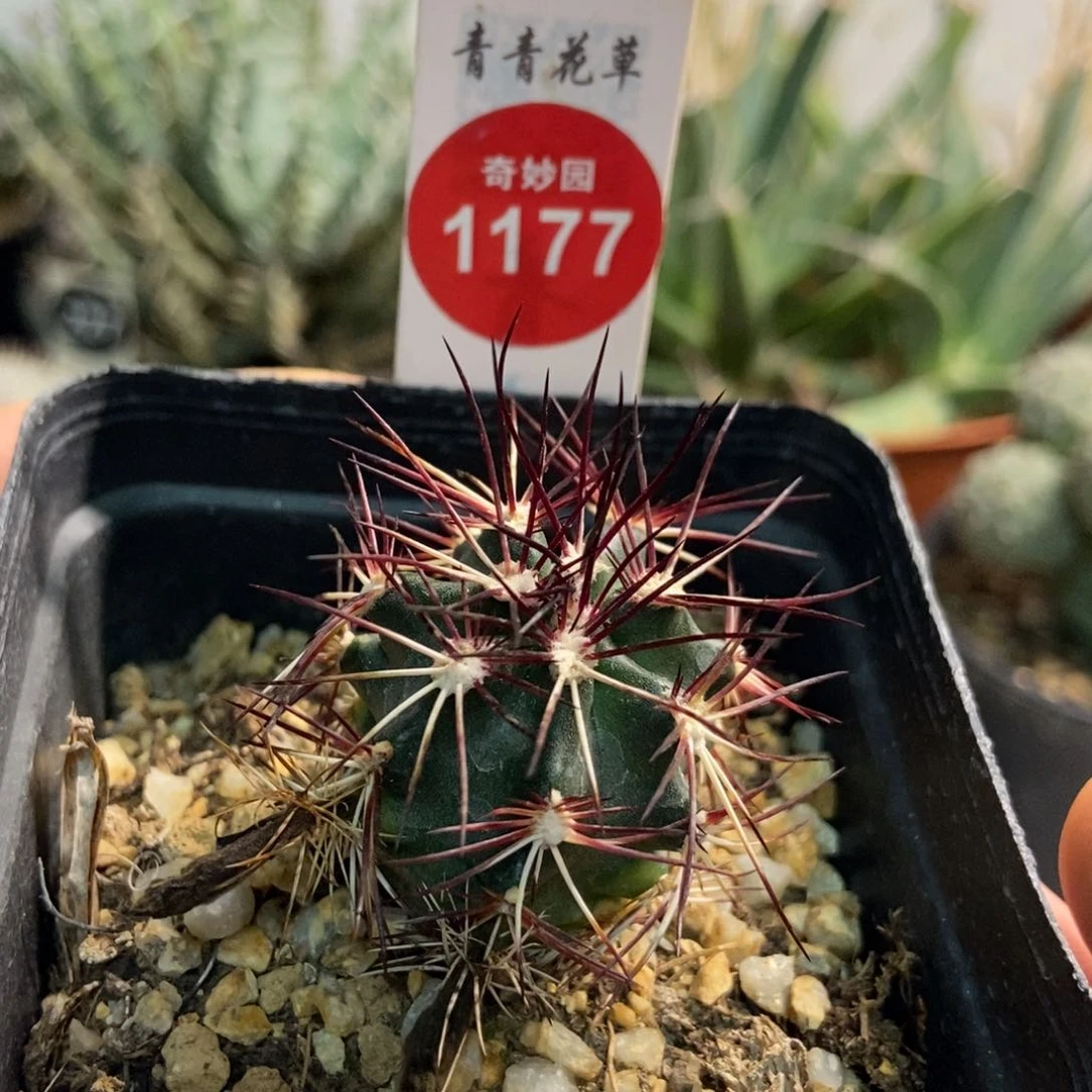 红刺达氏青花虾3.1厘米