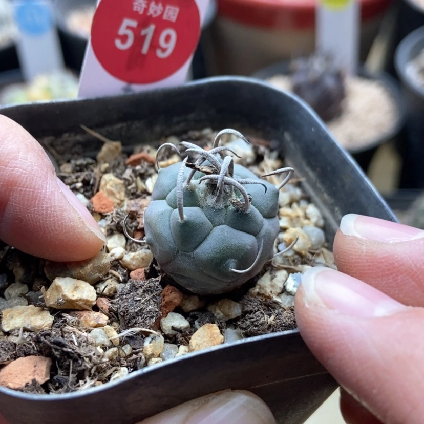 【闪购商品】碳刺乌丸