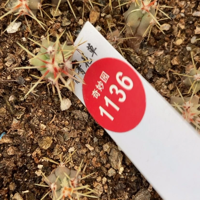 【闪购商品】实生春楼