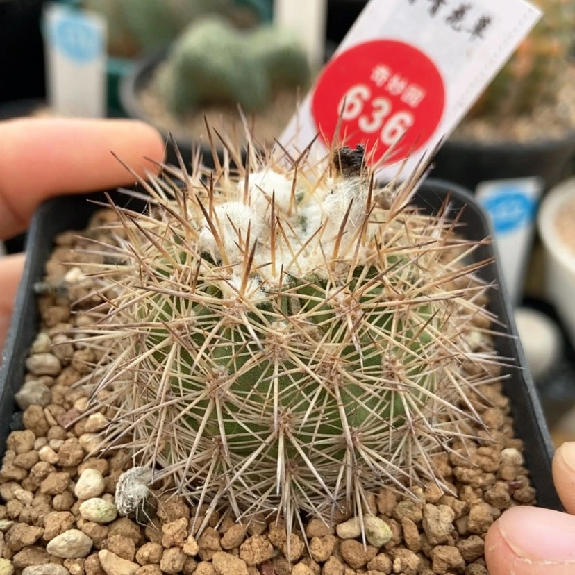 【闪购商品】优选密刺球4.2cm有疤