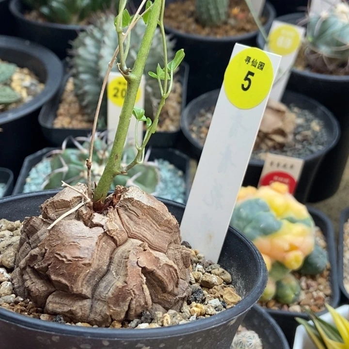 小**波龟甲龙一颗仙人球