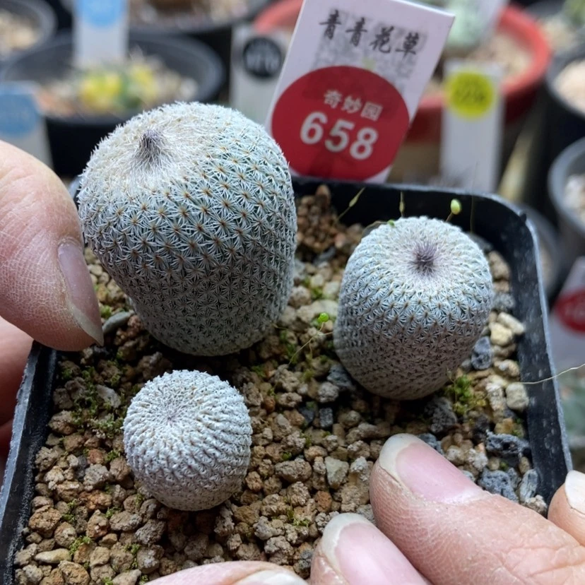 【闪购商品】实生月世界三颗