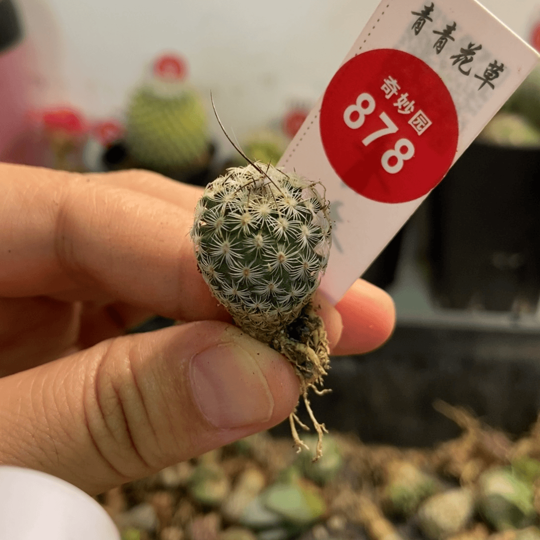 迪克森娇丽1.7cm