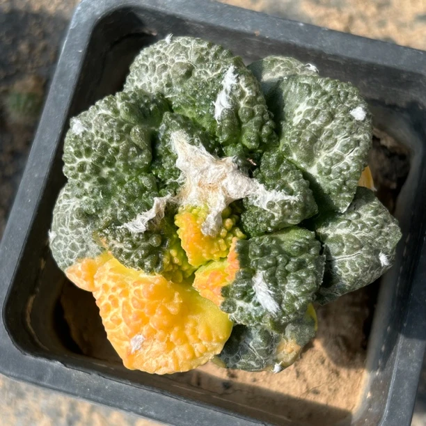 哥斯拉牡丹锦实生苗接仙人球块根多肉植物绿植盆栽