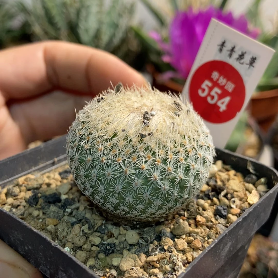 月世界实生3.8厘米