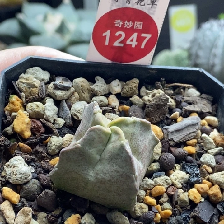 拉萨白沙龙3.2cm一颗仙人球
