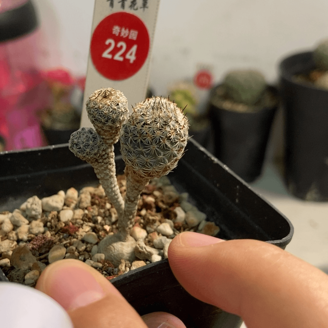 实生赤花美针玉群一颗仙人球