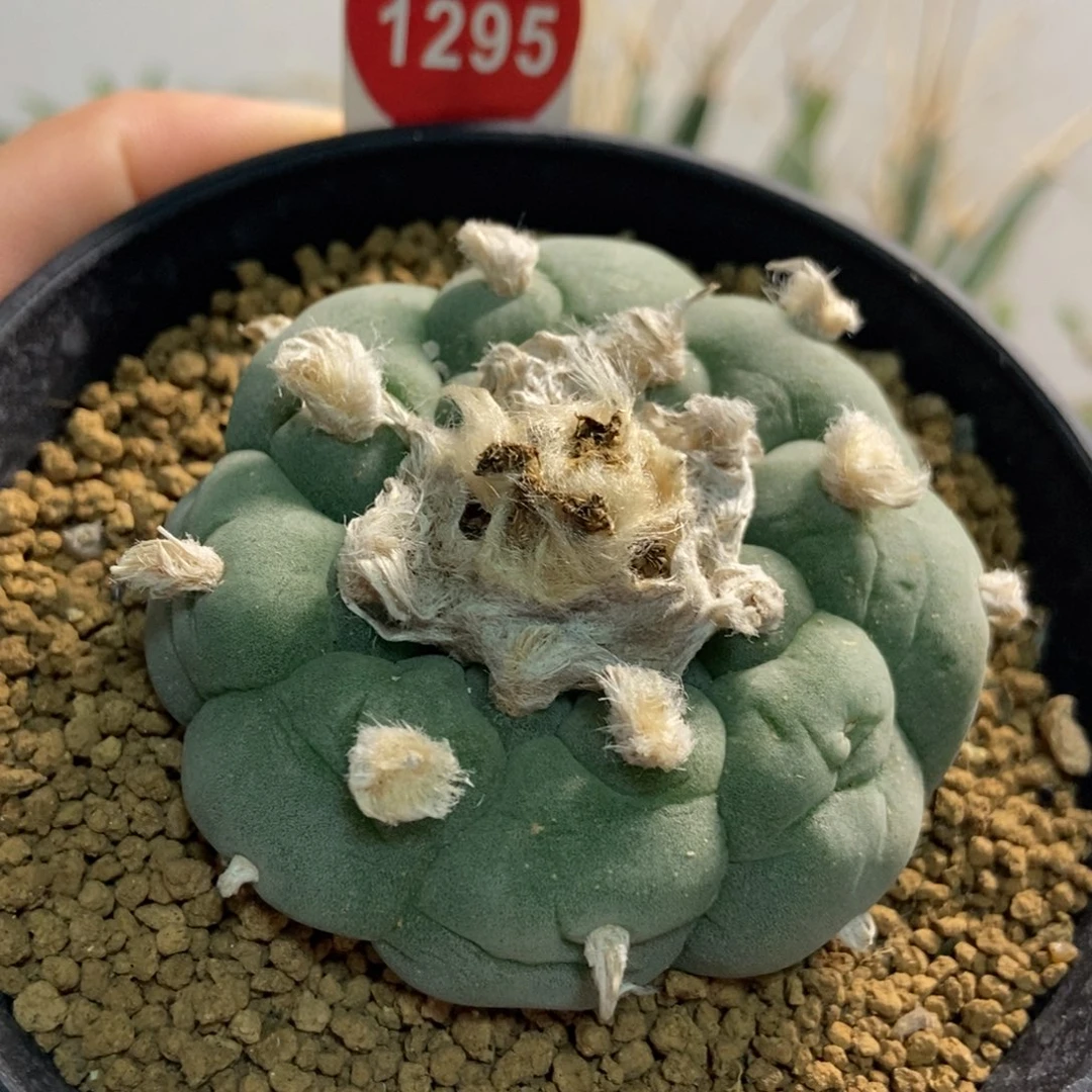 长毛螺旋尤海鲜5.6厘米