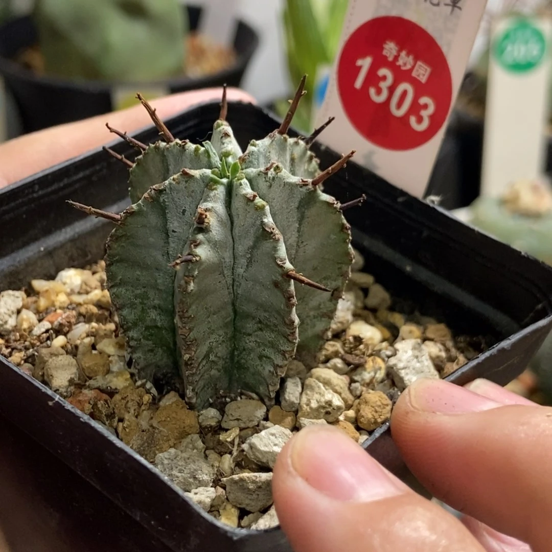 实生白衣魁伟玉3.2cm 一颗仙人球