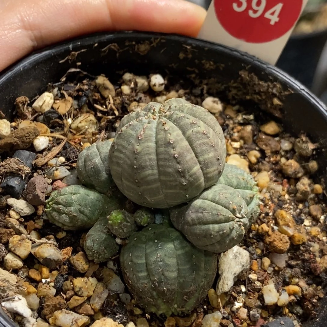 自根欧系布纹球群