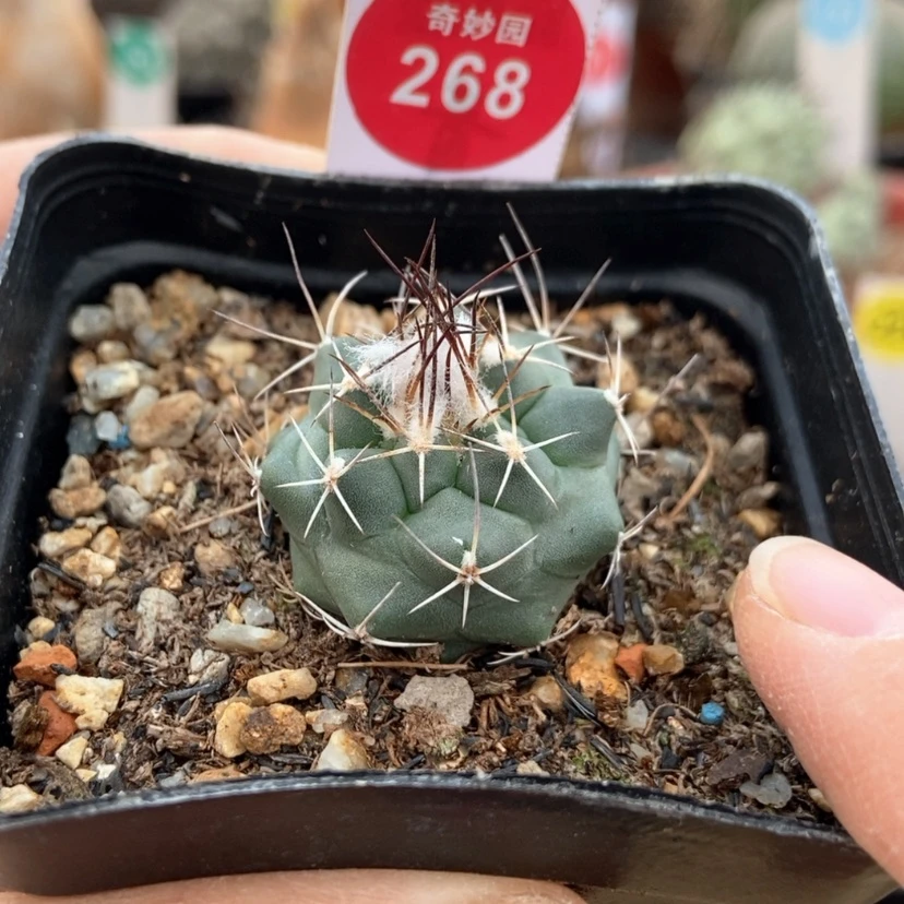 【闪购商品】实生优选娇丽2.9cm