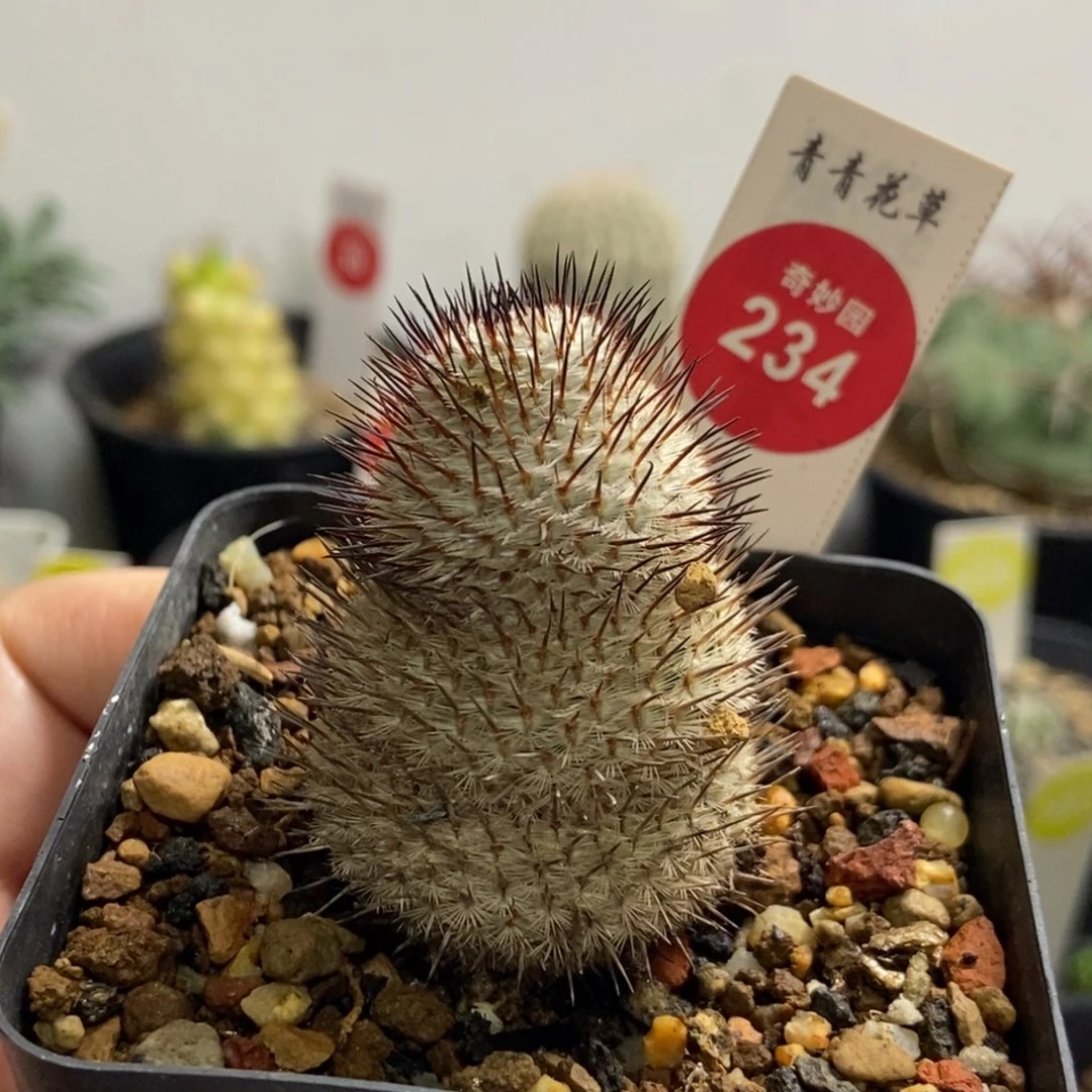 自根直刺佩雷3.2cm