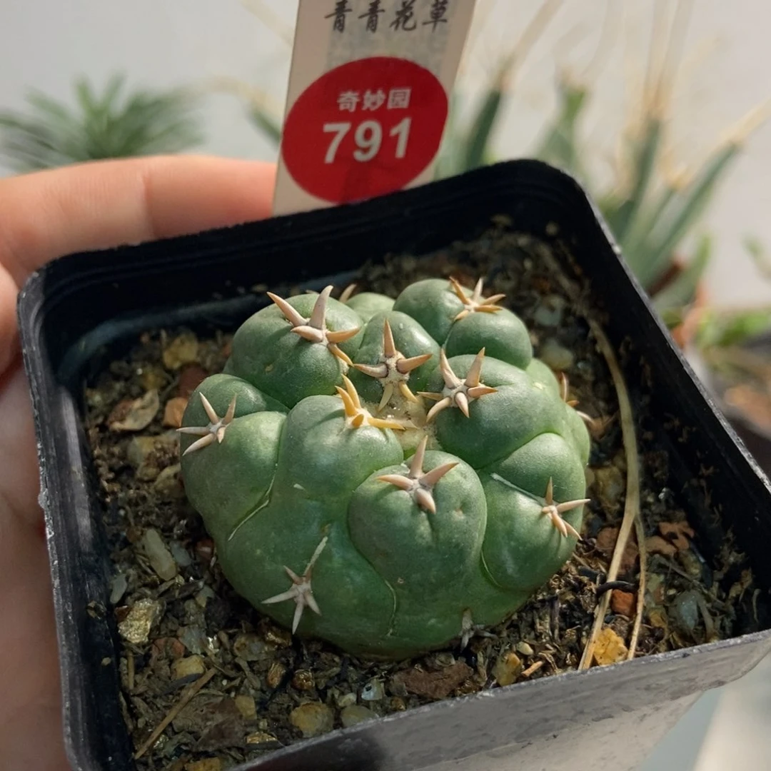 短豪刺象牙4厘米自根