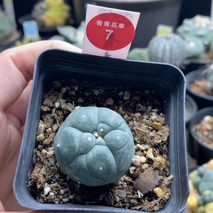 海鲜自根3.3厘米