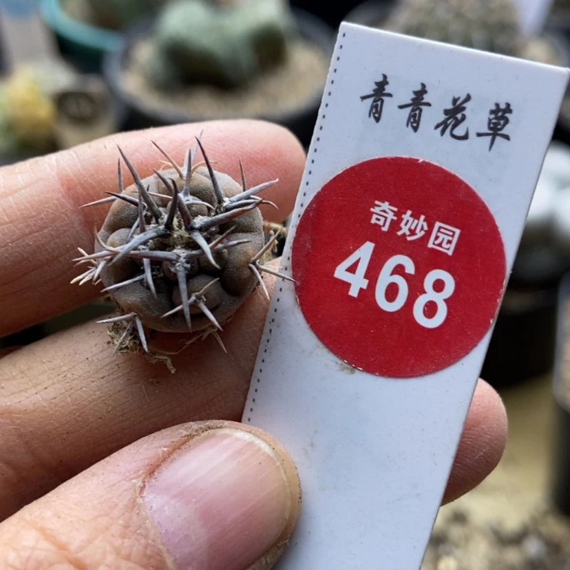 【闪购商品】短豪刺球