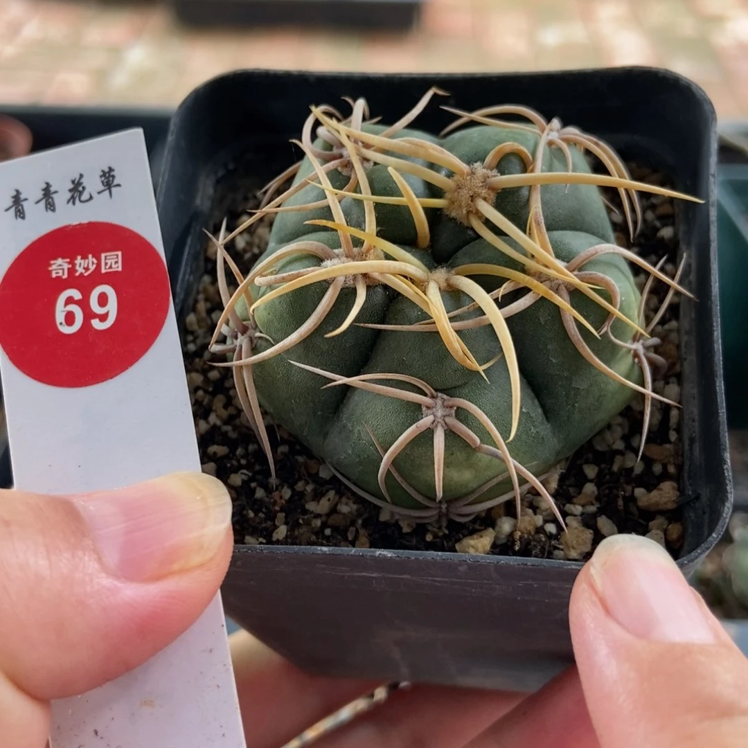 冢原海王5cm一棵仙人球