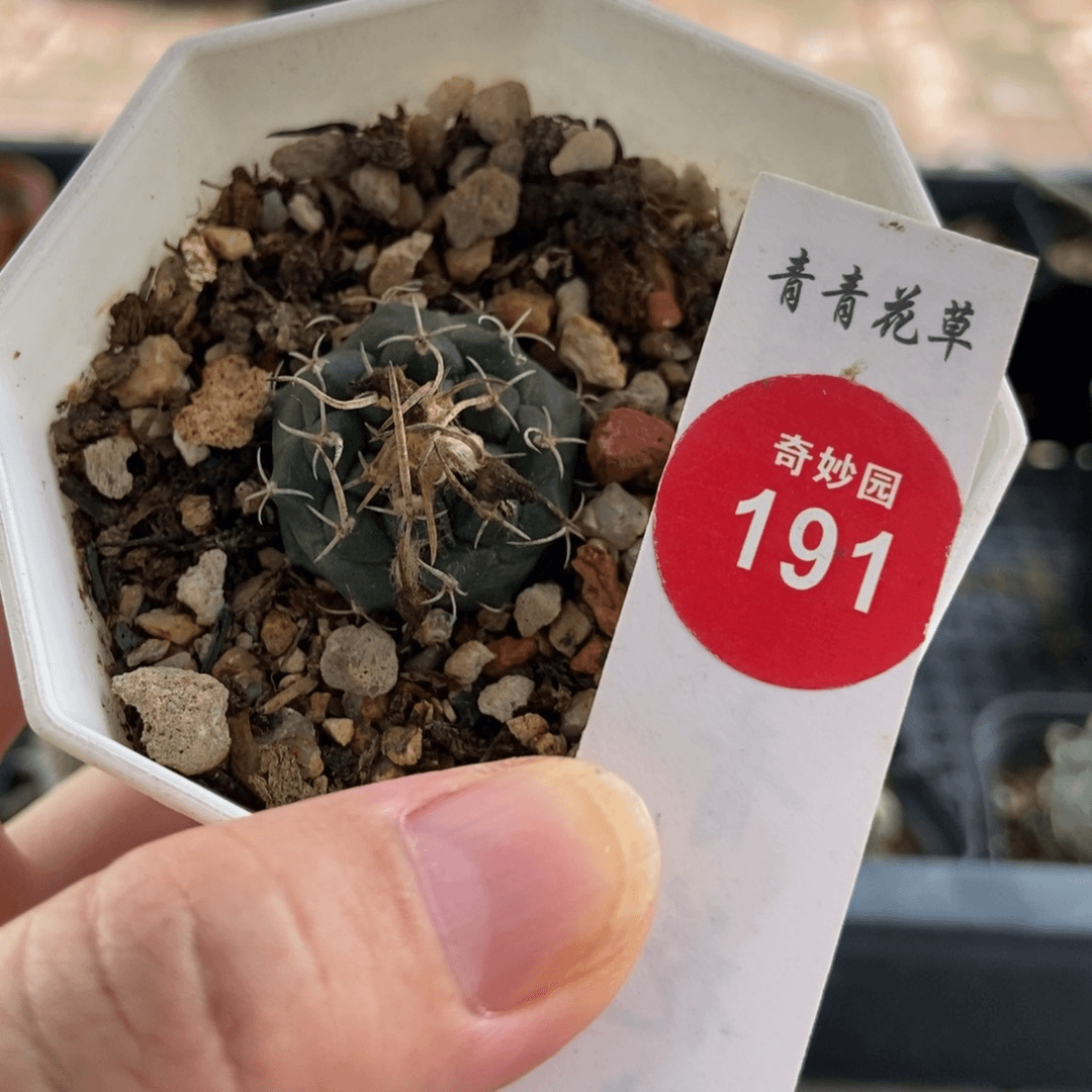 实生幕城丸2.5cm