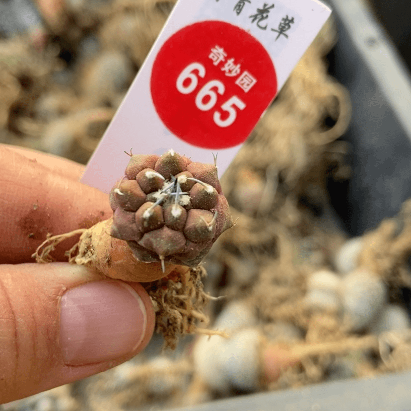 【闪购商品】优选冬云娇丽