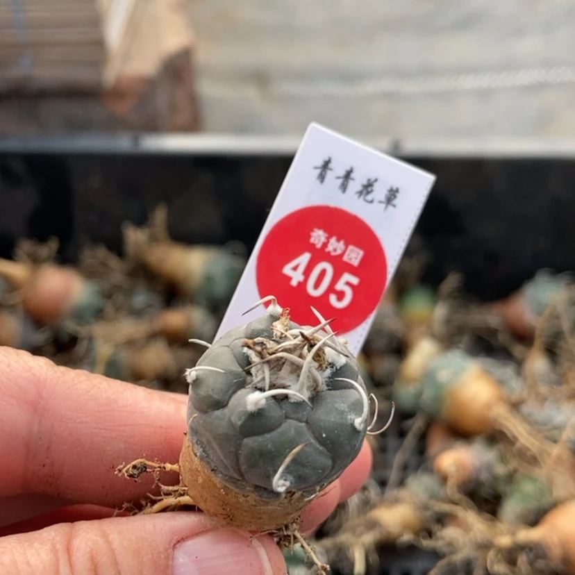 【闪购商品】乌丸娇丽