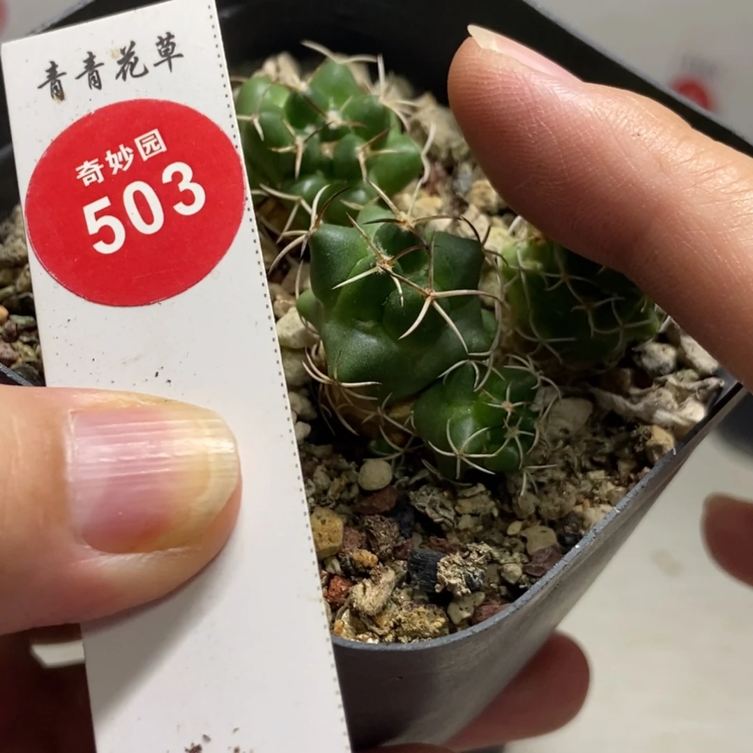 行**人双头魔象一颗仙人球