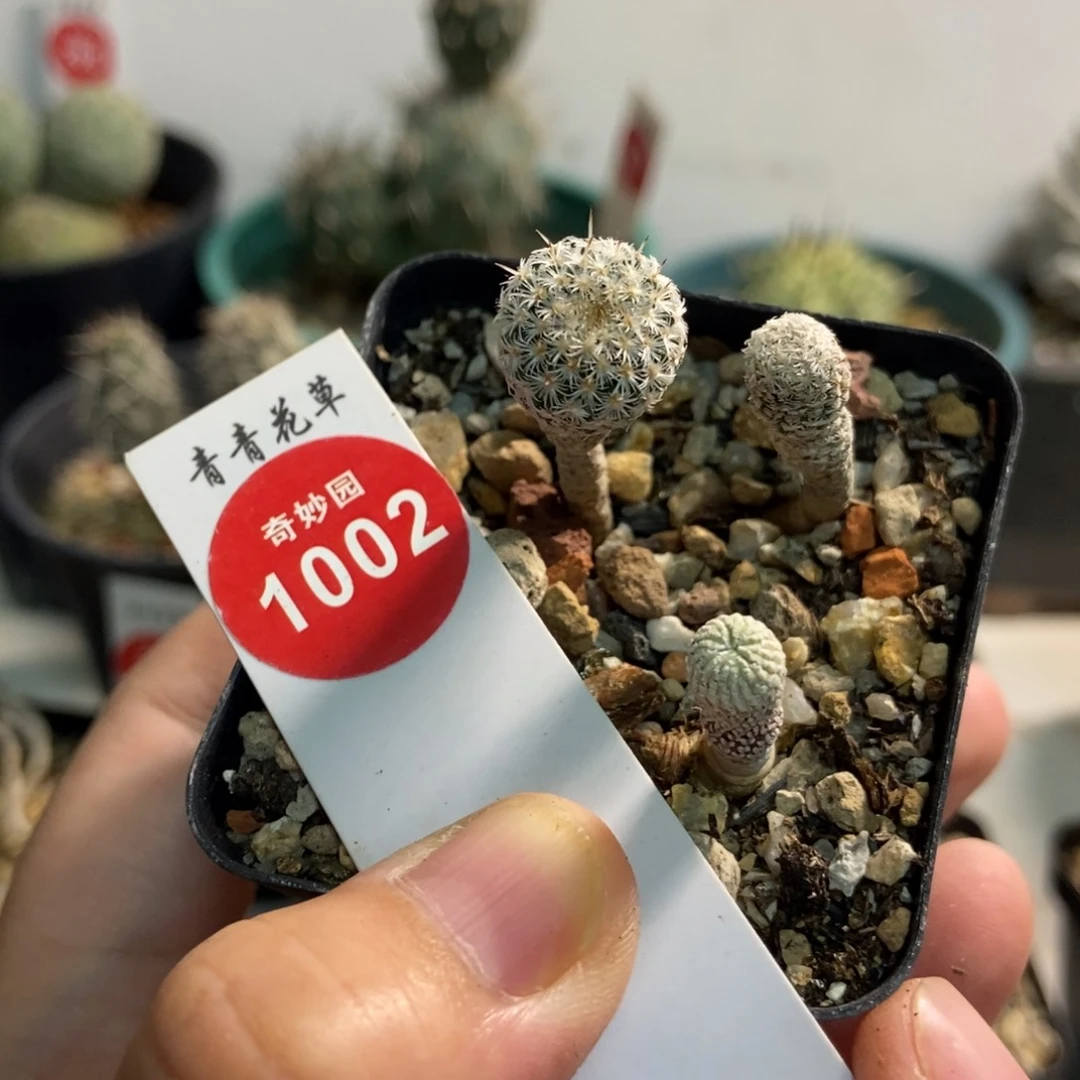 两颗赤花美针玉精巧殿