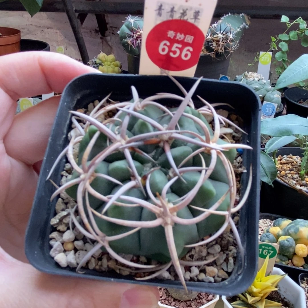 实生豪刺碧岩玉5.8cm