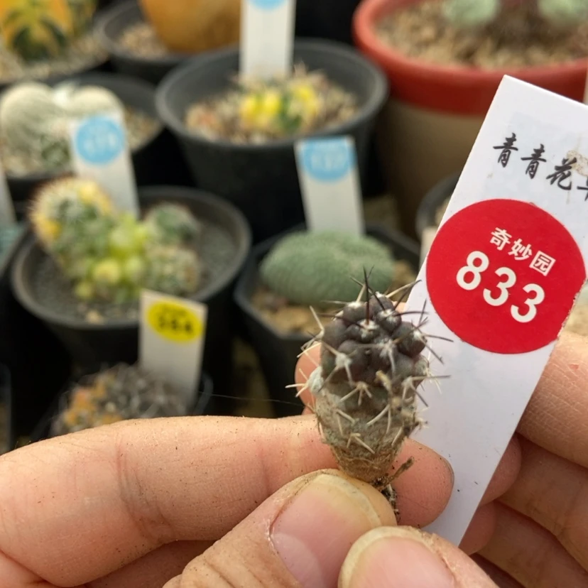 【闪购商品】实生龙爪球