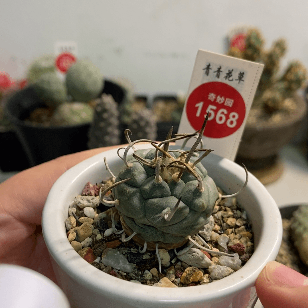 实生优选粗刺娇丽2.8cm