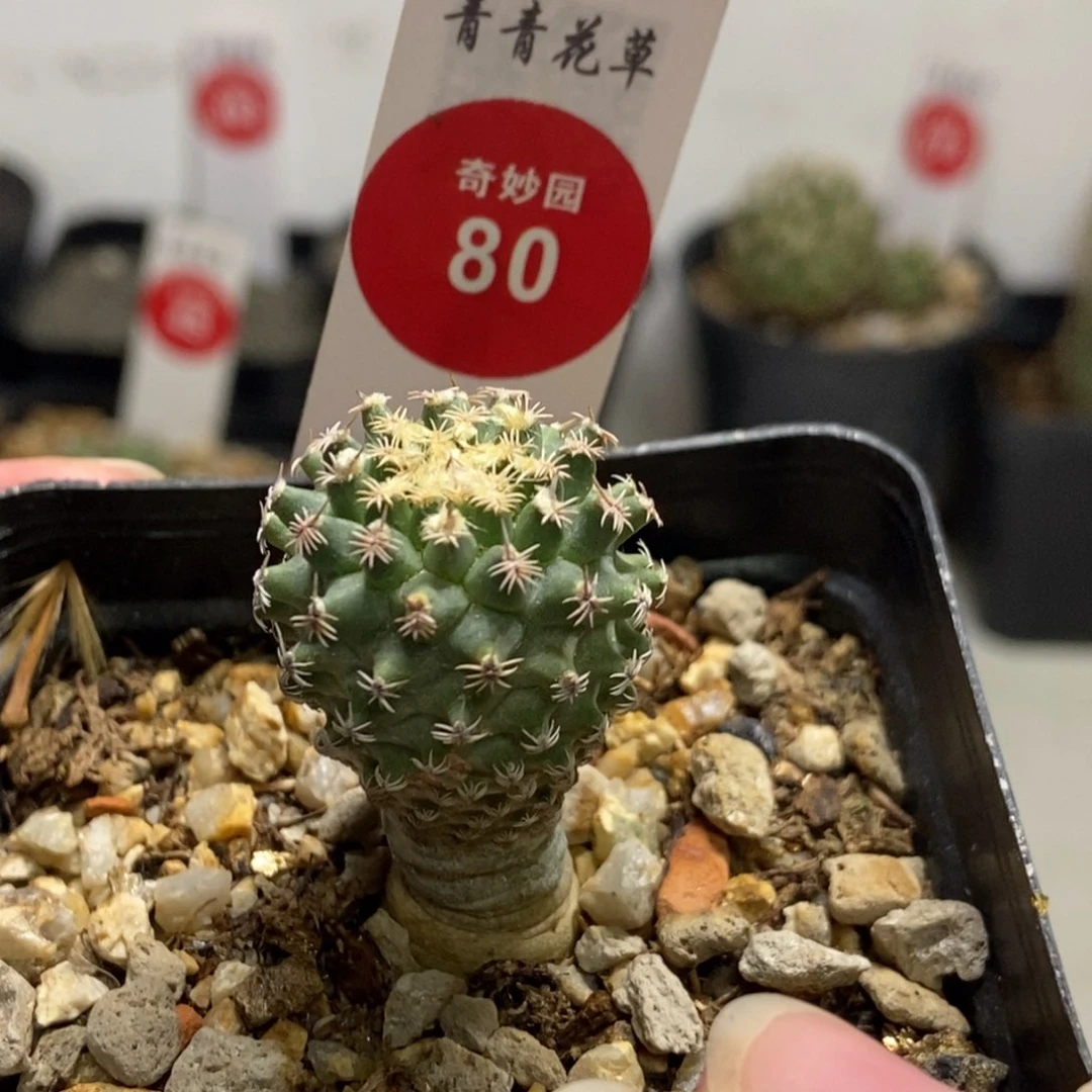 实生海胆娇丽2.3cm