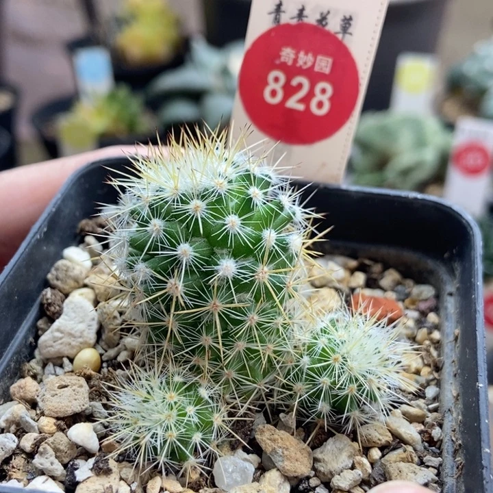 实生千鹤丸群一颗仙人球