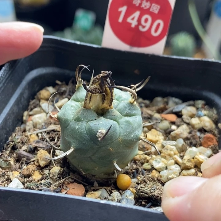 实生优选娇丽2.2cm