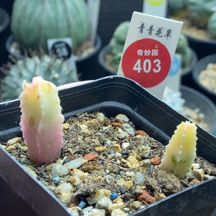 实生鸾凤玉锦两颗有斑