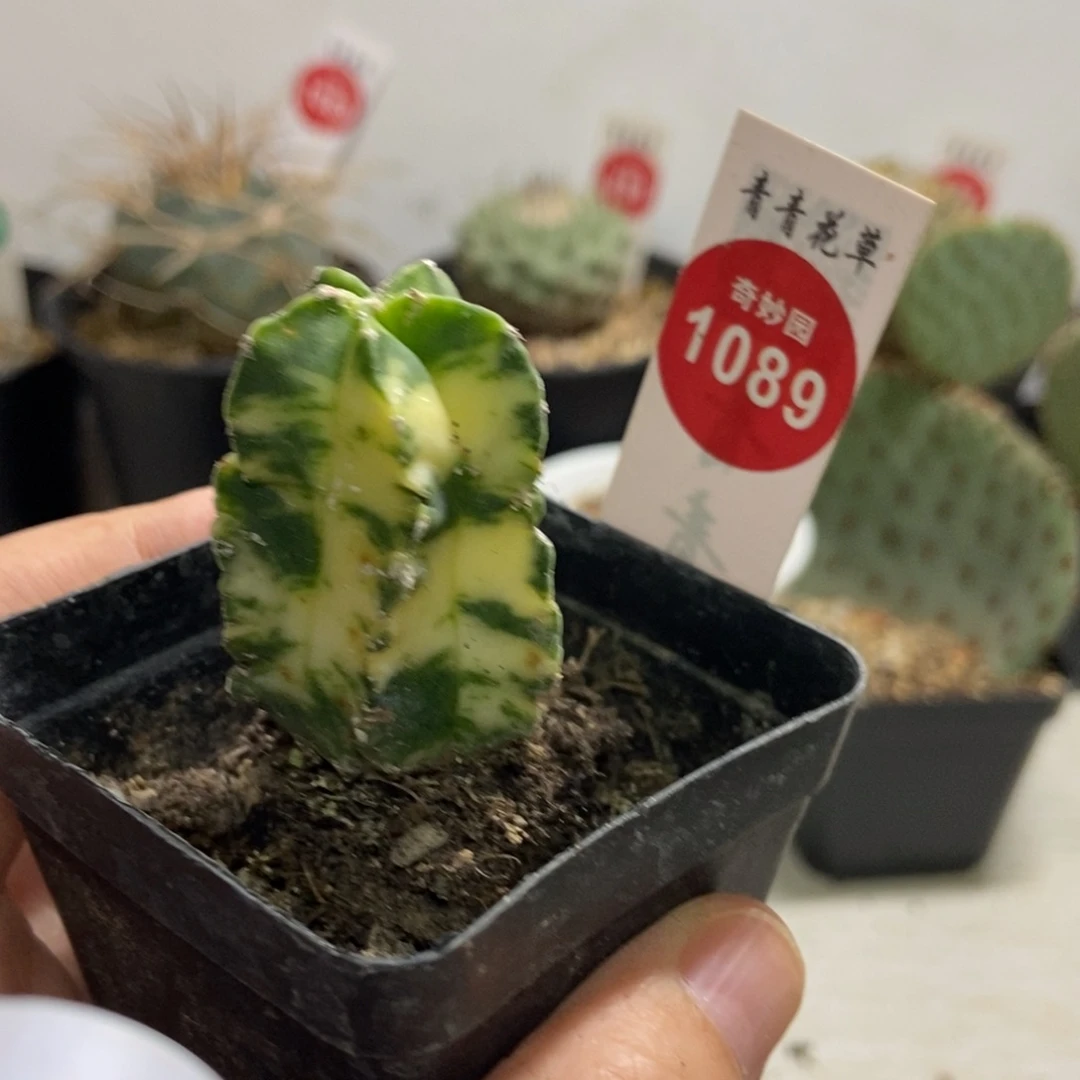 自根鸾凤玉锦一颗2.9cm