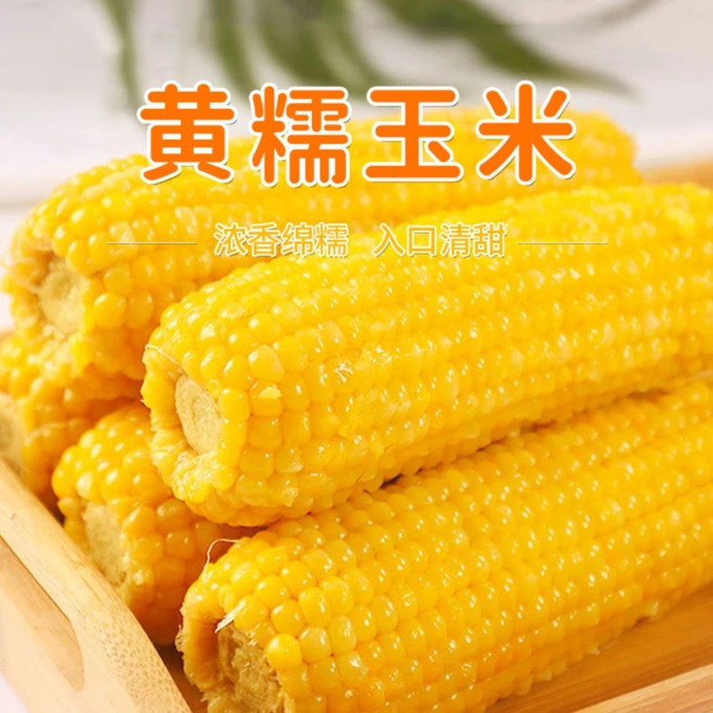 （试吃二支）透明真空袋东北黄糯玉米软糯拉丝黏玉米10支1箱6-6.5斤