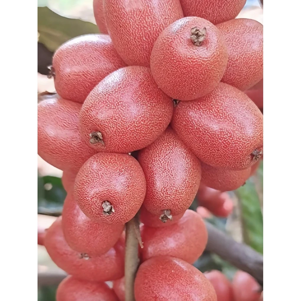 羊奶果云南羊奶果大果纯甜胡颓子果树苗地栽盆栽庭院阳台种植