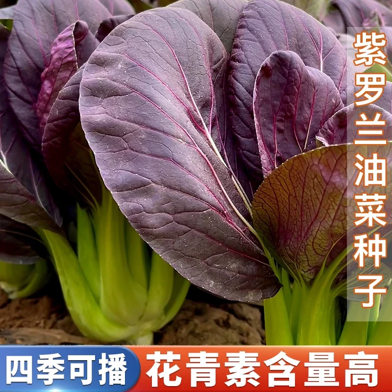 紫罗兰油菜种籽紫色小青菜阳台盆栽菜园地种植农家蔬菜种子品质
